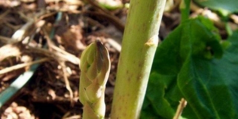 Grah šparoga - najbolje sorte